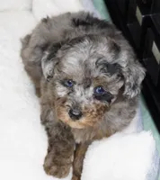 Pending for Isaiah, a male Poodle - Toy  for sale in Huntsville, AL – Photo 1 of 2