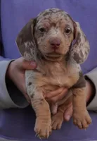 Chocolate Dapple , a male Dachshund and Miniature Dachshund for sale in Huntsville, AL – 1 of 2