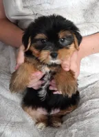 Toy Yorkie Male, a male Poodle - Toy  for sale in Huntsville, AL – 2 of 2
