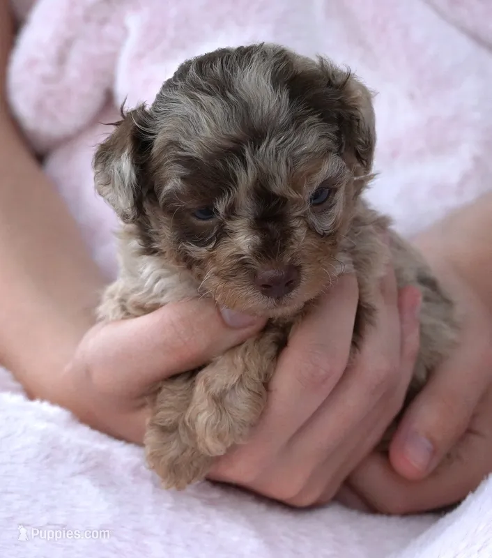 F1B Tiny Toy Chocolate Merle Female – Poodle - Toy , Miniature Aussiedoodle puppy for sale in Huntsville, AL