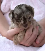 F1B Tiny Toy Chocolate Merle Female, a female Poodle - Toy  and Miniature Aussiedoodle for sale in Huntsville, AL – 1 of 3