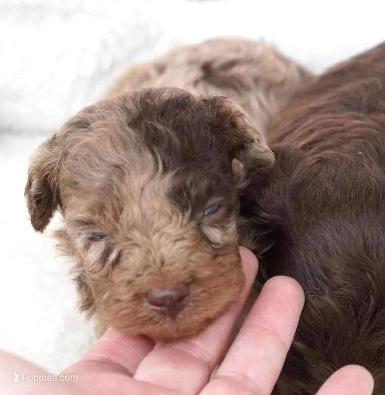 F1B Toy Chocolate Merle Male  – Poodle - Toy , Miniature Aussiedoodle puppy for sale in Huntsville, AL