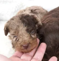 F1B Toy Chocolate Merle Male , a male Poodle - Toy  and Miniature Aussiedoodle for sale in Huntsville, AL – 1 of 2
