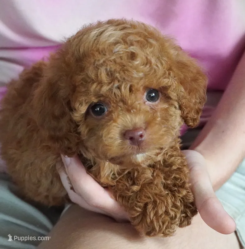 TIny Toy Male  – Poodle - Toy  puppy for sale in Huntsville, AL