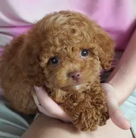 TIny Toy Male , a male Poodle - Toy  for sale in Huntsville, AL – 1 of 2