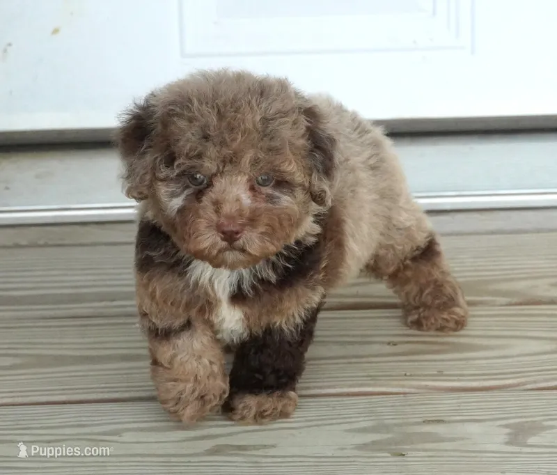 Chocolate Merle Male – Poodle - Toy  puppy for sale in Huntsville, AL