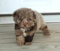 Chocolate Merle Male, a male Poodle - Toy  for sale in Huntsville, AL – 1 of 2