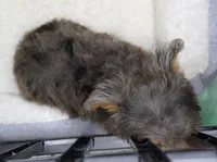 Merle Phantom Yorkie Poo , a male Yorkipoo and Poodle - Toy  for sale in Huntsville, AL – 3 of 5