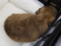 F1BB Chocolate Phantom Mini  Aussiedoodle, a male Poodle - Toy  and Miniature Aussiedoodle for sale in Huntsville, AL – 3 of 3
