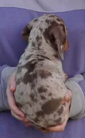 Chocolate Dapple , a male Dachshund and Miniature Dachshund for sale in Huntsville, AL – 2 of 2