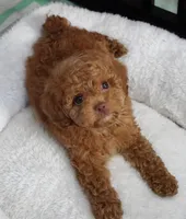 TIny Toy Male , a male Poodle - Toy  for sale in Huntsville, AL – 2 of 2