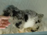 Blue Eyed Merle Parti , a female Poodle - Toy  for sale in Huntsville, AL – 3 of 3