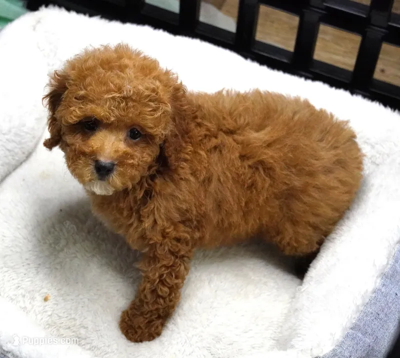 Tara – Poodle - Toy  puppy for sale in Huntsville, AL