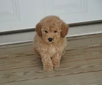 Apricot Male , a male Poodle - Toy  for sale in Huntsville, AL – 2 of 2