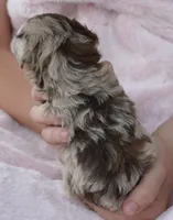 F1B Tiny Toy Chocolate Merle Female, a female Poodle - Toy  and Miniature Aussiedoodle for sale in Huntsville, AL – 2 of 3