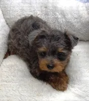 Merle Phantom Yorkie Poo , a male Yorkipoo and Yorkshire Terrier for sale in Huntsville, AL – 2 of 2