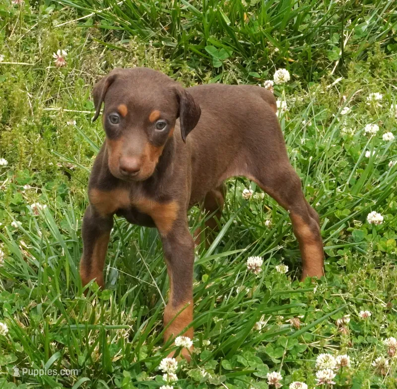 Red/Tan Male  – Doberman Pinscher puppy for sale in Huntsville, AL