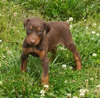 Red/Tan Male , a male Doberman Pinscher for sale in Huntsville, AL – 1 of 1