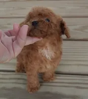 Red female with white on chest, a female Poodle - Toy  for sale in Huntsville, AL – 3 of 3
