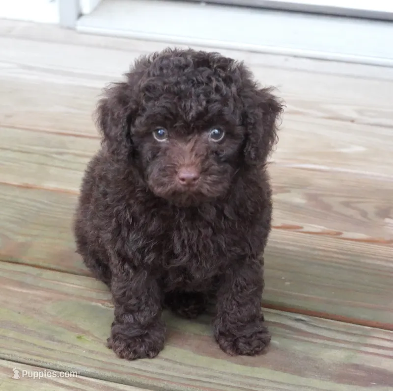 Chocolate Male – Poodle - Toy  puppy for sale in Huntsville, AL