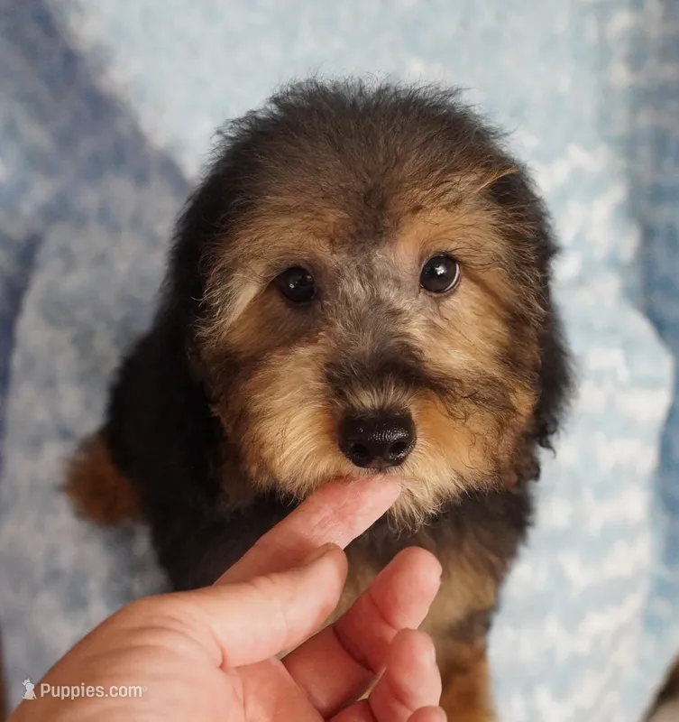 Phantom Male  – Poodle - Toy  puppy for sale in Huntsville, AL