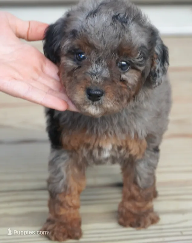 Blue Merle Phantom  – Poodle - Toy  puppy for sale in Huntsville, AL