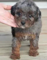 Blue Merle Phantom , a female Poodle - Toy  for sale in Huntsville, AL – 1 of 2