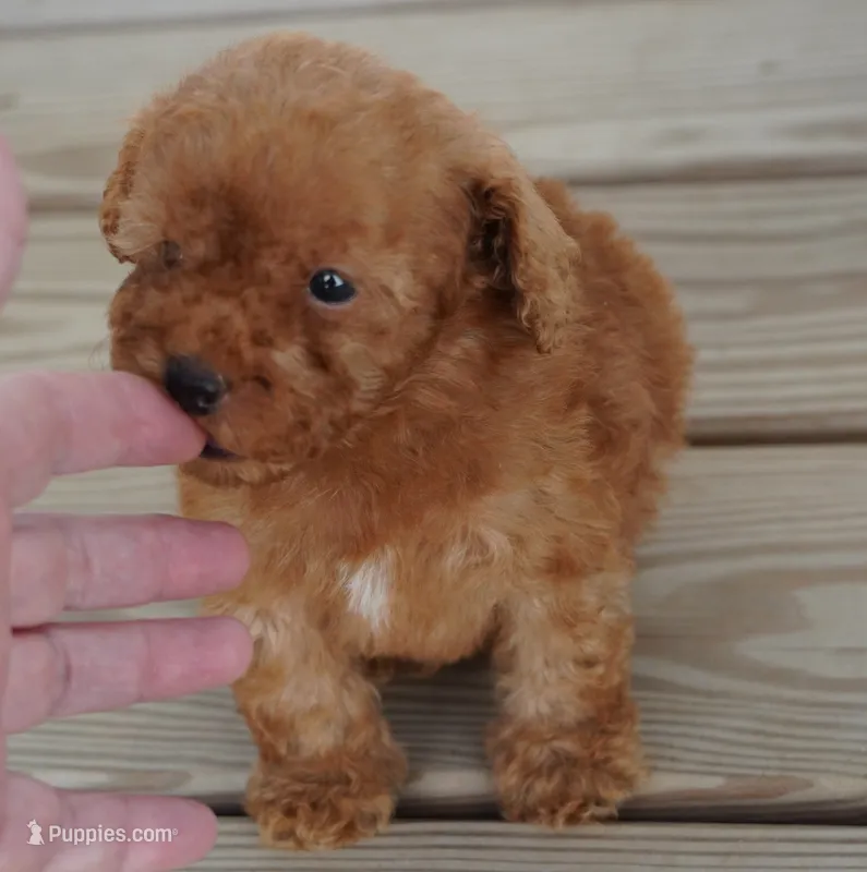 Red female with white on chest – Poodle - Toy  puppy for sale in Huntsville, AL