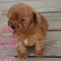 Red female with white on chest, a female Poodle - Toy  for sale in Huntsville, AL – 1 of 3