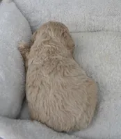 F1B Super CURLY Cream TOY female, a female Poodle - Toy  and Miniature Aussiedoodle for sale in Huntsville, AL – 2 of 2