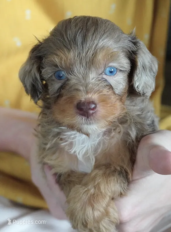Merle with Blue EYES  – Poodle - Toy , Miniature Aussiedoodle puppy for sale in Huntsville, AL