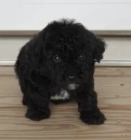 Black Male , a male Poodle - Toy  for sale in Huntsville, AL – 2 of 2