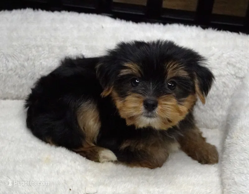 Toy Yorkie Male – Yorkshire Terrier puppy for sale in Huntsville, AL