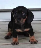 Tilly Mini Female, a female Dachshund and Miniature Dachshund for sale in Huntsville, AL – 1 of 1