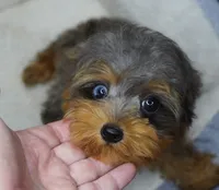 Merle Phantom Yorkie Poo , a male Yorkipoo and Poodle - Toy  for sale in Huntsville, AL – 2 of 5