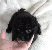 Tiny Toy Female, a female Poodle - Toy  for sale in Huntsville, AL – 3 of 3
