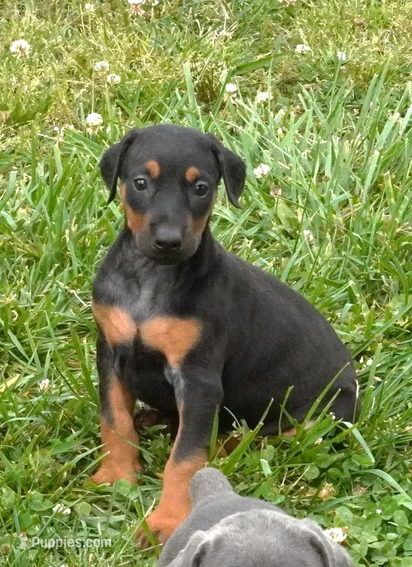 Black/Tan Female , a female Doberman Pinscher for sale in Huntsville, AL – 1 of 1