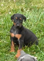 Black/Tan Female , a female Doberman Pinscher for sale in Huntsville, AL – 1 of 1
