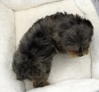 Merle Phantom Female, a female Yorkipoo and Poodle - Toy  for sale in Huntsville, AL – Photo 2 of 2