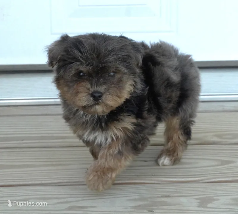 Merle Phantom Female – Yorkipoo, Poodle - Toy  puppy for sale in Huntsville, AL