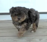 Merle Phantom Female, a female Yorkipoo and Poodle - Toy  for sale in Huntsville, AL – Photo 1 of 2