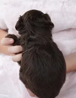 F1B Toy Chocolate Female , a female Poodle - Toy  and Miniature Aussiedoodle for sale in Huntsville, AL – 2 of 2