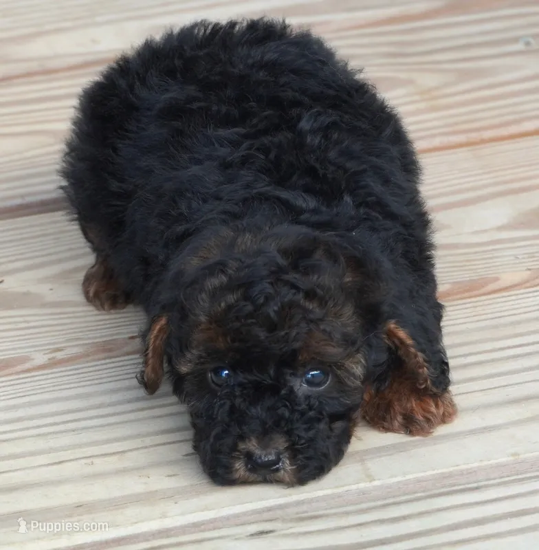 Phantom Female – Poodle - Toy  puppy for sale in Huntsville, AL
