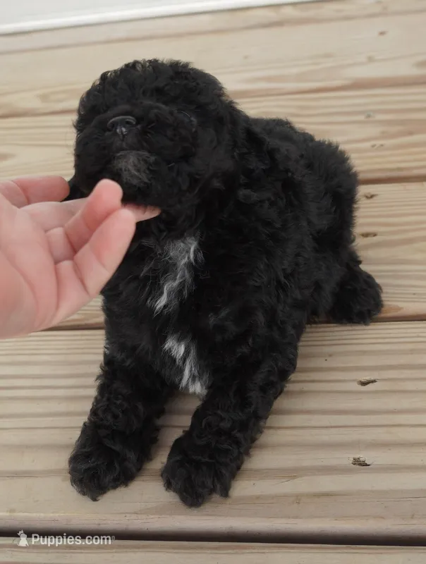 Black Male  – Poodle - Toy  puppy for sale in Huntsville, AL