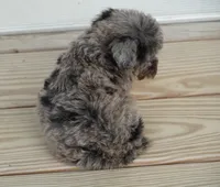 Tiny Toy Blue Merle , a female Poodle - Toy  for sale in Huntsville, AL – 2 of 2