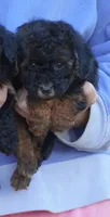 Phantom Female, a female Poodle - Toy  for sale in Huntsville, AL – 2 of 2