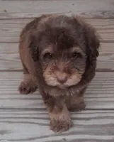 F1BB Chocolate Phantom Mini  Aussiedoodle, a male Poodle - Toy  and Miniature Aussiedoodle for sale in Huntsville, AL – 2 of 3