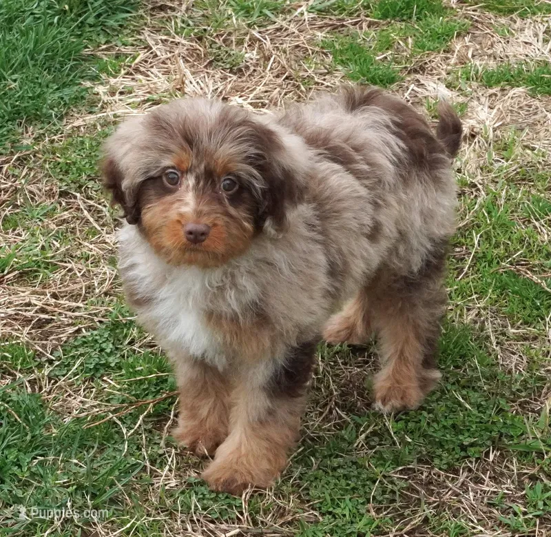Chocolate Merle Female  – Poodle - Toy , Miniature Aussiedoodle puppy for sale in Huntsville, AL