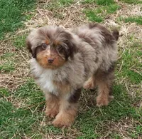 Chocolate Merle Female , a female Poodle - Toy  and Miniature Aussiedoodle for sale in Huntsville, AL – Photo 1 of 2