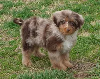 Chocolate Merle Female , a female Poodle - Toy  and Miniature Aussiedoodle for sale in Huntsville, AL – Photo 2 of 2